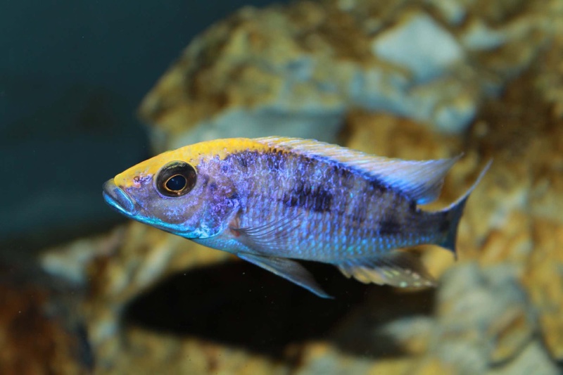 Otopharynx lithobates 'Zimbawe Rock'